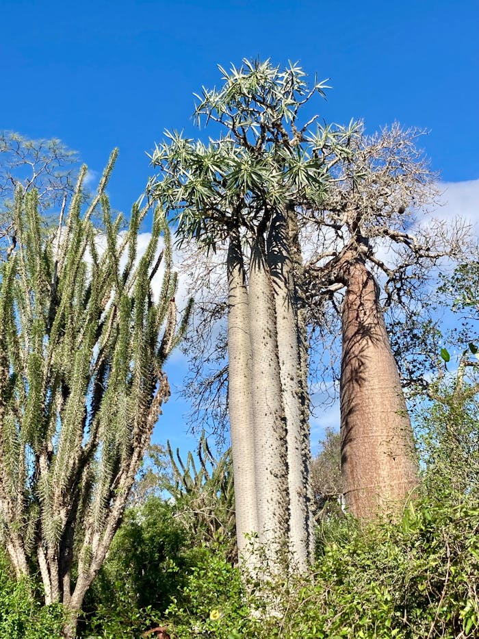 Home Explore the towering baobab trees amidst Madagascar's diverse landscape, a symbol of natural beauty.