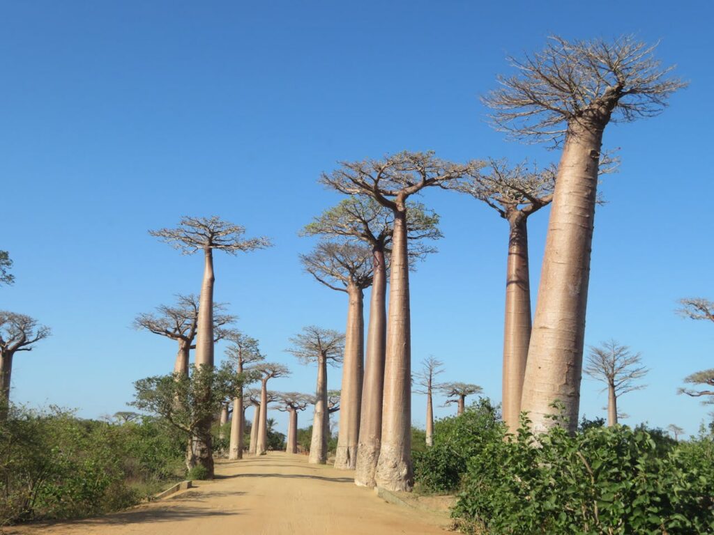 pexels photo 32265190 Stunning view of towering baobab trees framing a sandy road under a clear blue sky in Madagascar.
