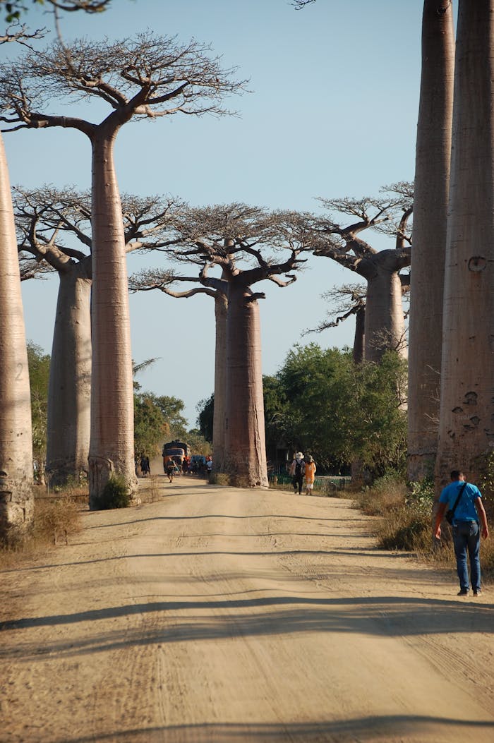 Home Baobab trees towering over a dirt road in Madagascar, a famous tourist site.