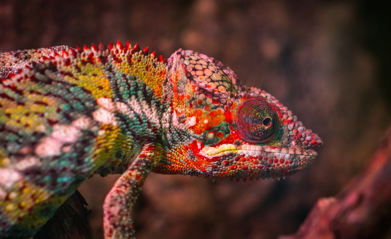 Offerings Detailed close-up of a colorful chameleon